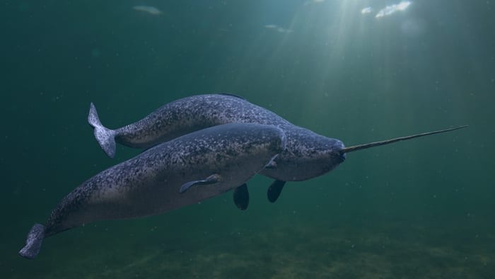 Female and male narwhal