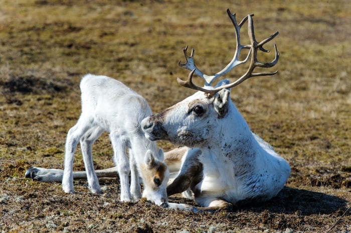 Female reindeer with young calf