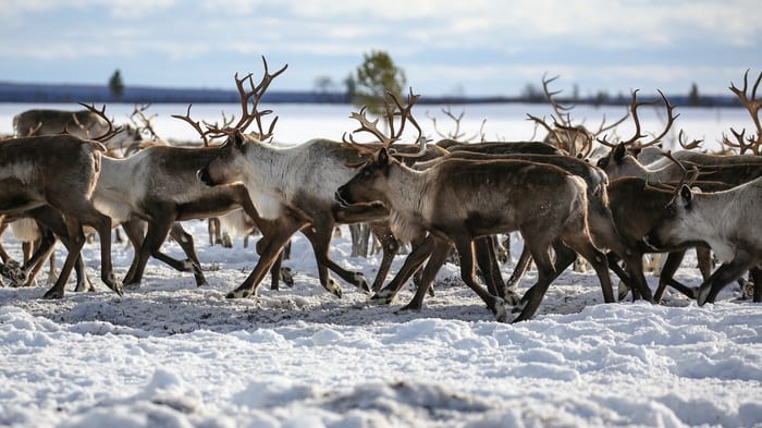 Herd of reindeer running