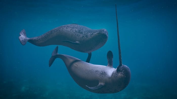 A female and male narwhal