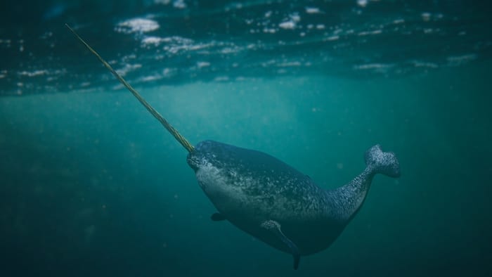 Male narwhal