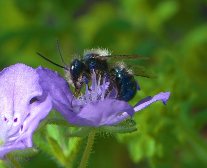 Blue Orchard Bee