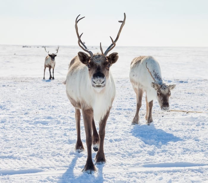 Reindeer (Rangifer tarandus)