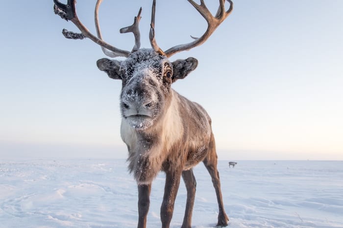 Reindeer / caribou