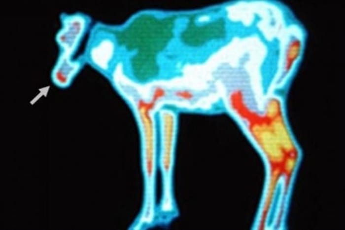 Infrared camera captures red reindeer nose