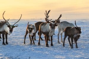 Small Herd of Reindeer