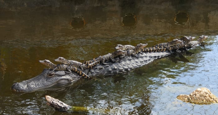 Alligator with Babies