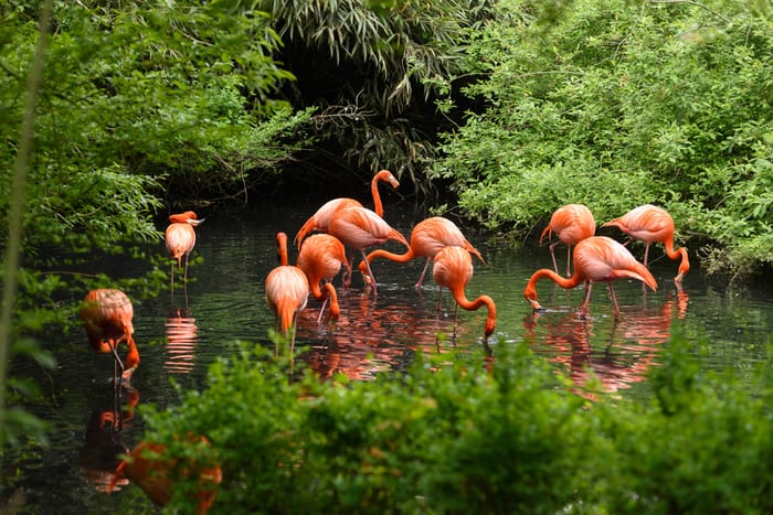 American flamingos