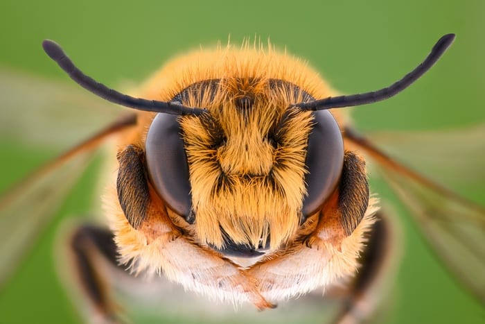 Bee Face Close Up