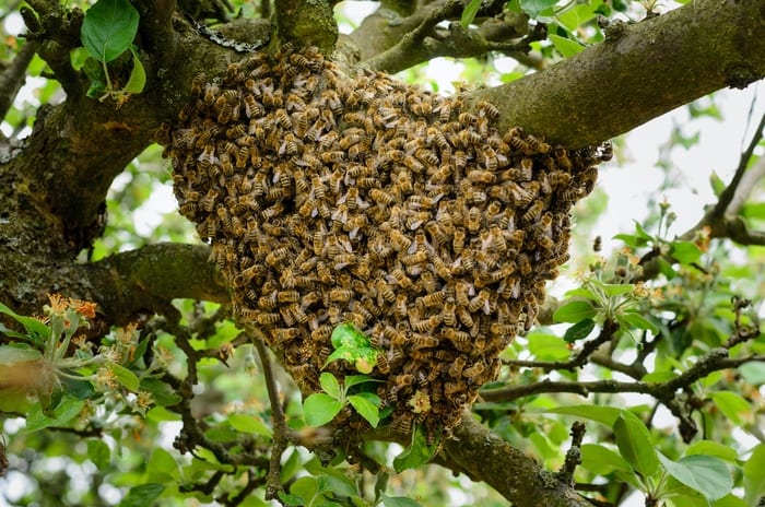 Beehive