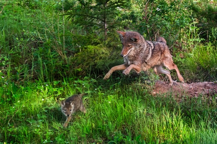 Coyotes Playing