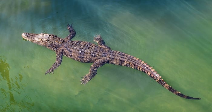 Crocodile Symbolism & Meaning & the Crocodile Spirit Animal