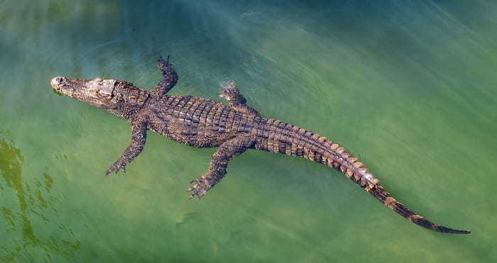 Crocodile Symbolism, Meaning and Spirit Animal