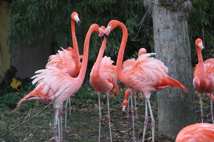 Pink Flamingos