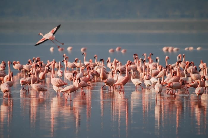 Flamingo Colony