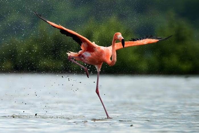Flamingo on one leg