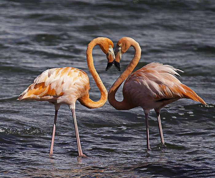 Flamingos Heart