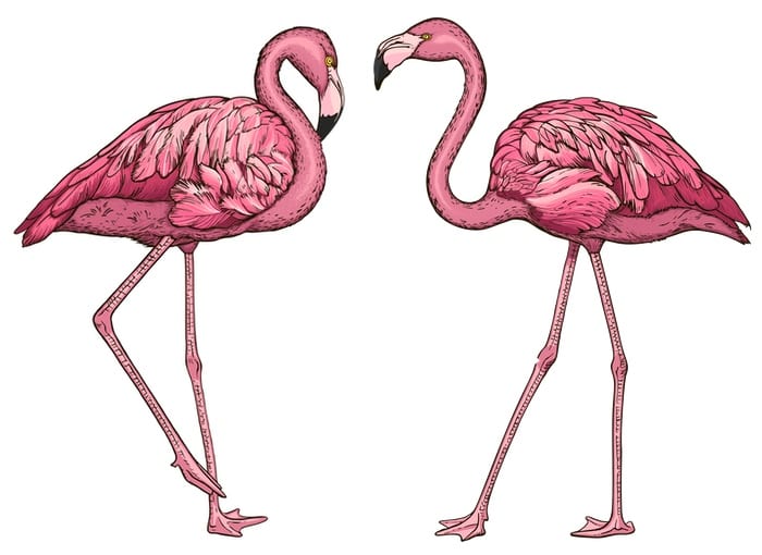 Flamingo Tattoo 