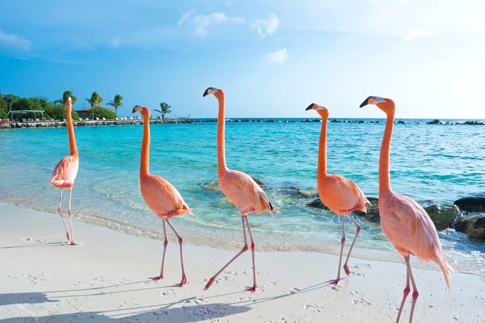 Flamingo Caribbean Beach