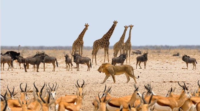 Giraffes on the Savanna