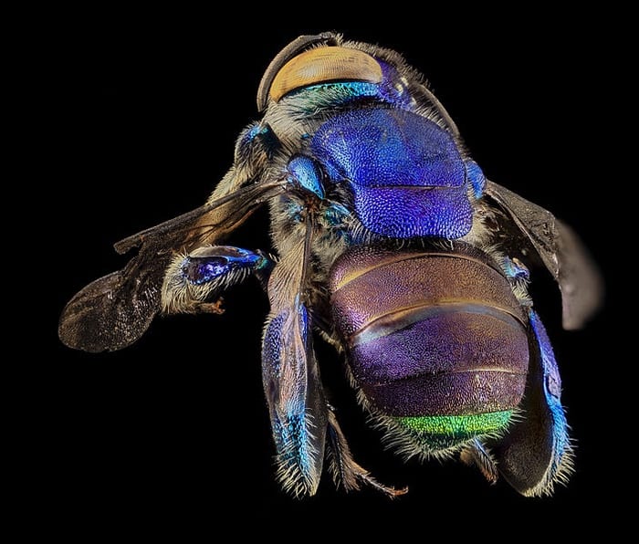 Orchid bee