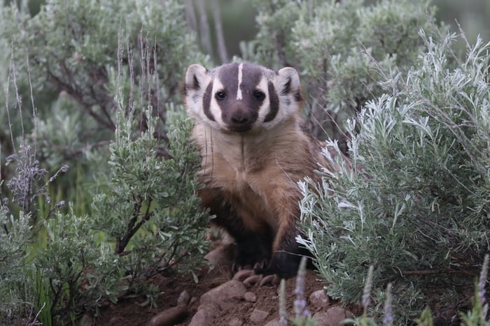 American Badger