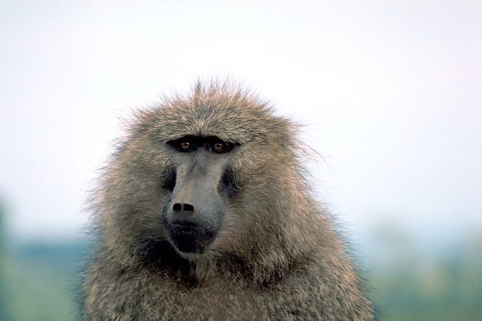 Olive baboon portrait