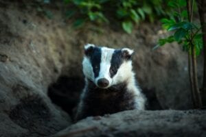 Badger Symbolism and Meaning