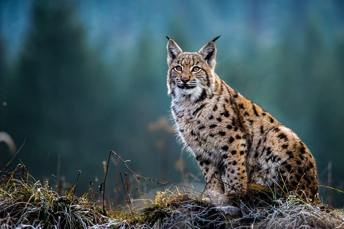 Bobcat