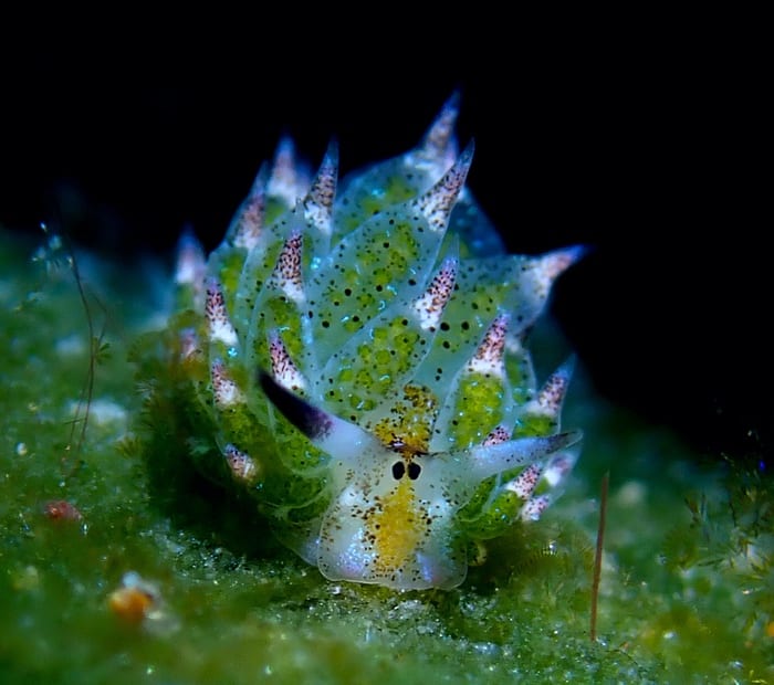 Leaf sheep sea slug