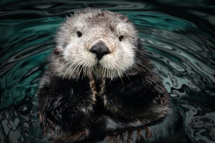 Otter Spirit Animal