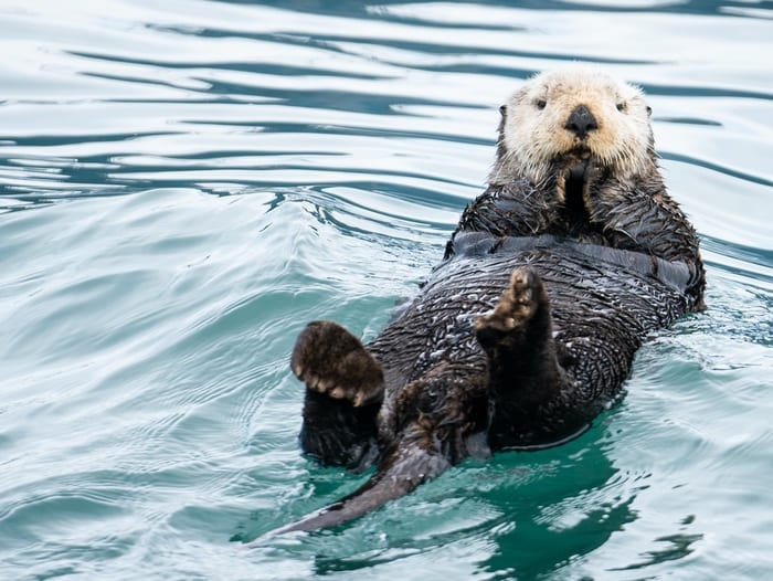Otter Symbolism & Meaning & the Otter Spirit Animal | UniGuide