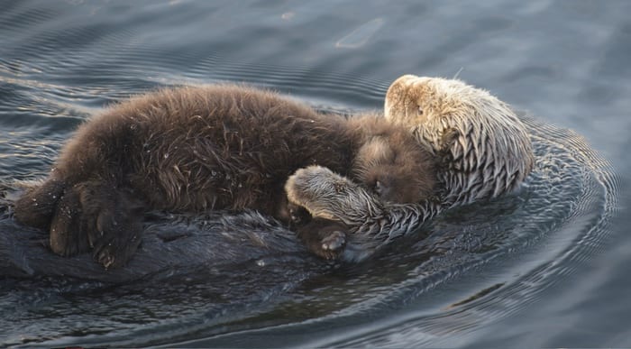 Otter with Pup