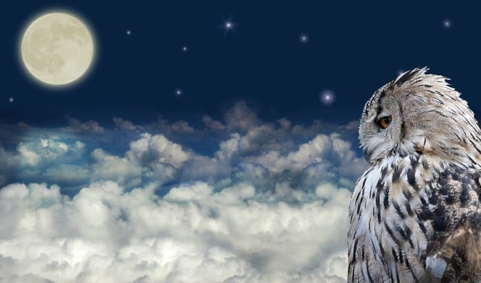 Owl and Full Moon