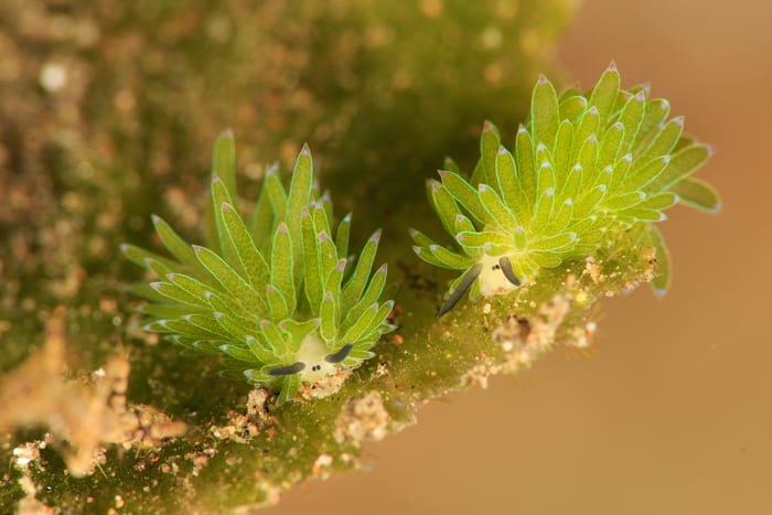 Pair of leaf sheep sea slugs on algae