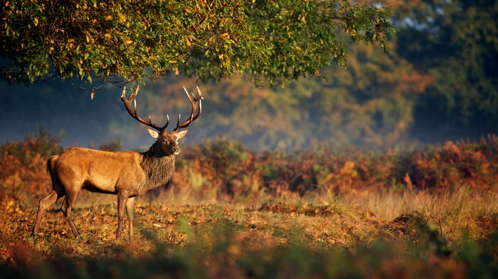 Red Stag