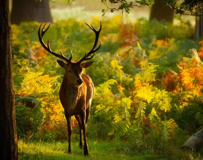 Stag Symbolism & Spirit Animal