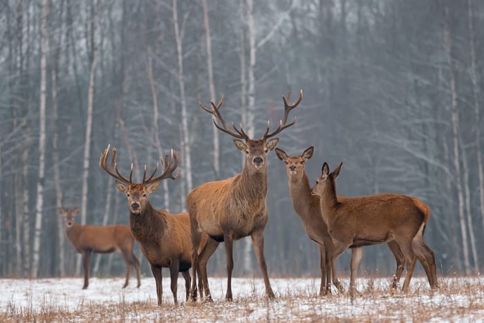 Stag with Herd of Deer