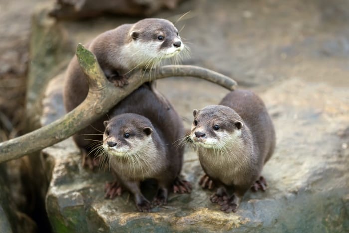 Three Otters