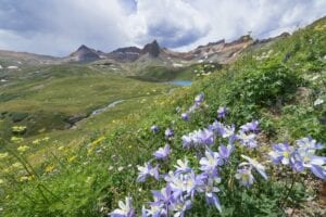 Columbine Flower Meaning