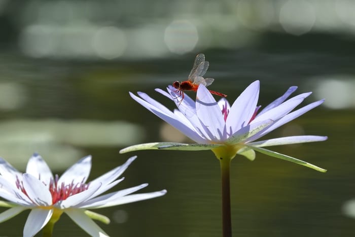 Lotus Flower Meanings & Symbolism + Planting, Care & Uses