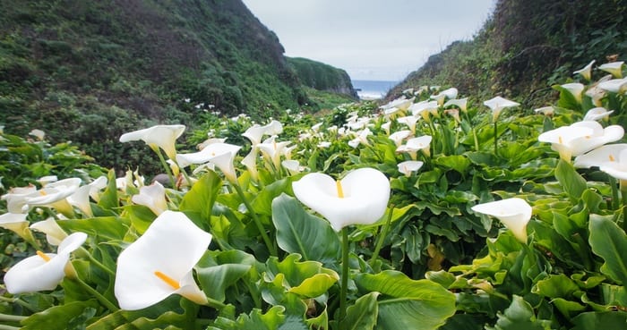 Field of White Calla Lilies