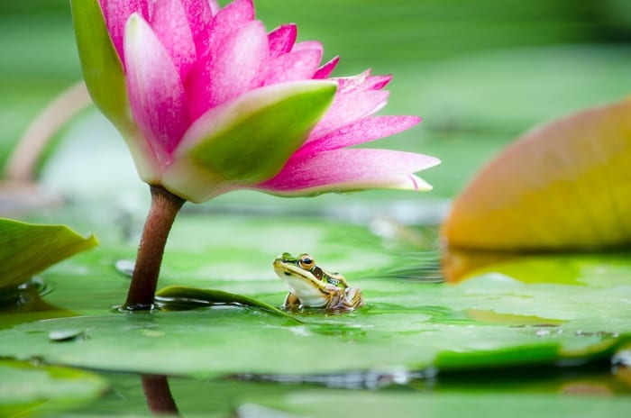 Lily and Frog