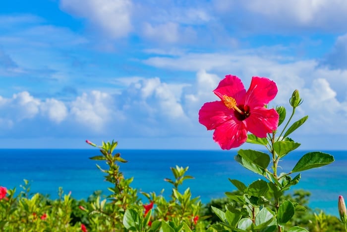 Hibiscus Flower Meanings