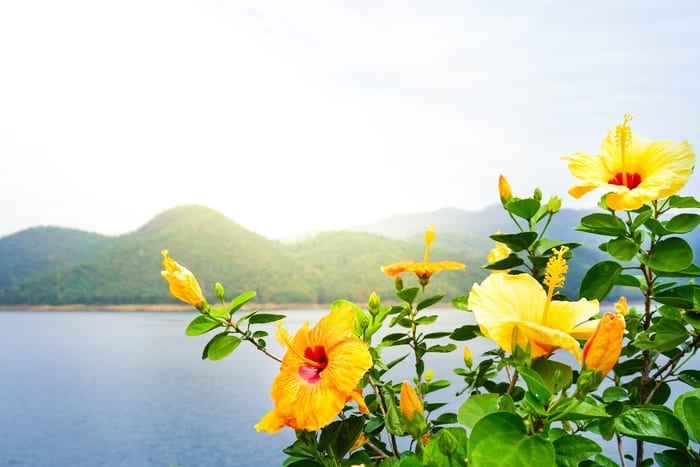 Hibiscus Spiritual