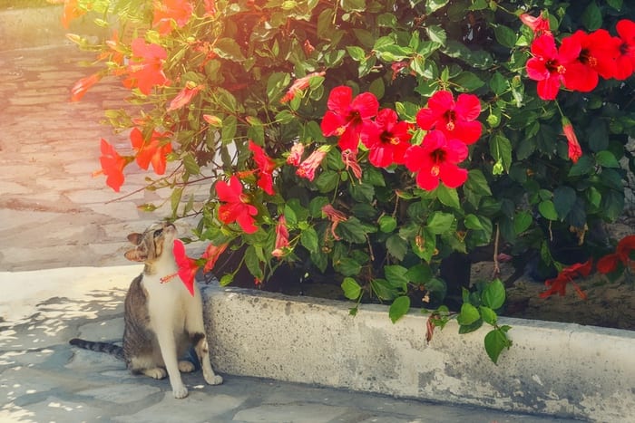 Cat and Hibiscus Flowers