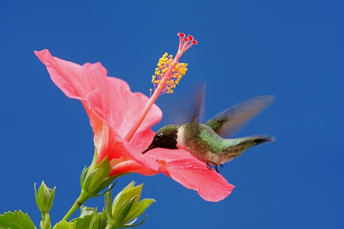Hibiscus and Hummingbird