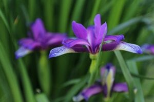 Iris Flower Meanings