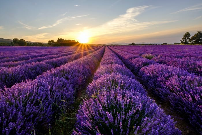 Lavender Spiritual Meanings