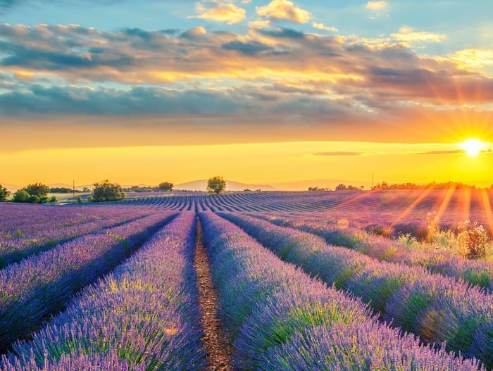 Lavender Flowers